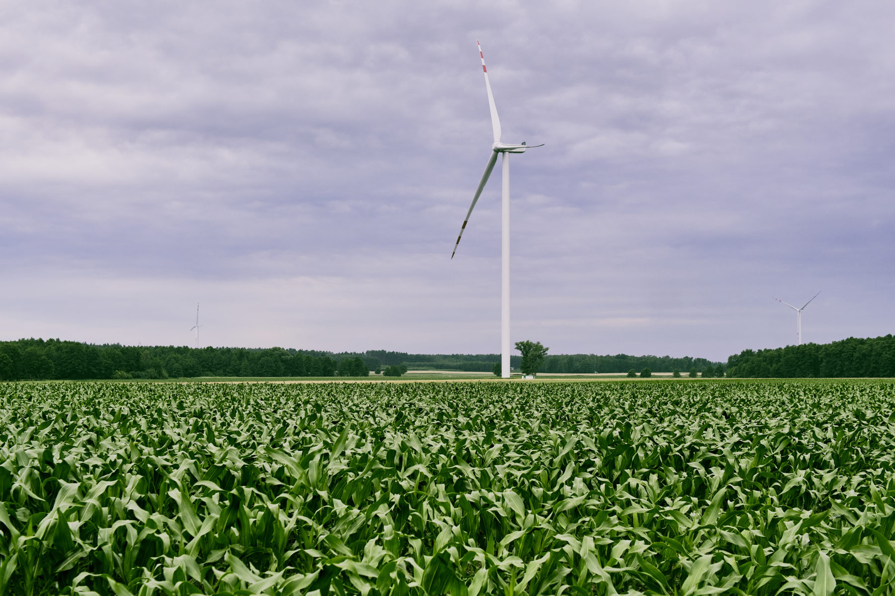 Wind park in Rychwał